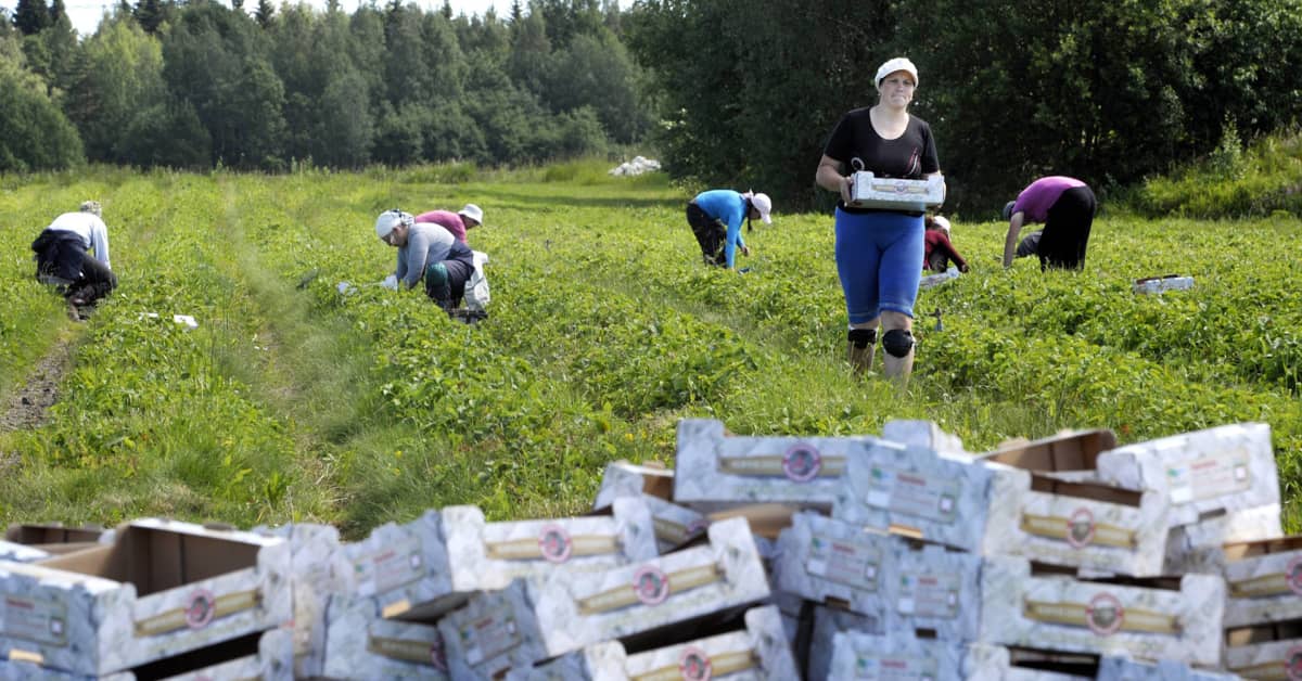 yle.fi