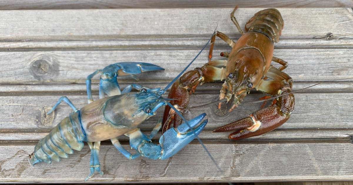 Harvinainen sininen rapu muutti akvaariotaloon ja rupesi heti kaikkien ...