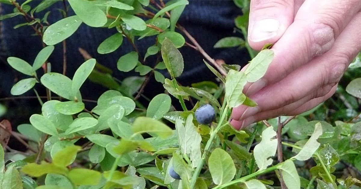 Mustikkalitra maksaa maltaita | Yle Uutiset