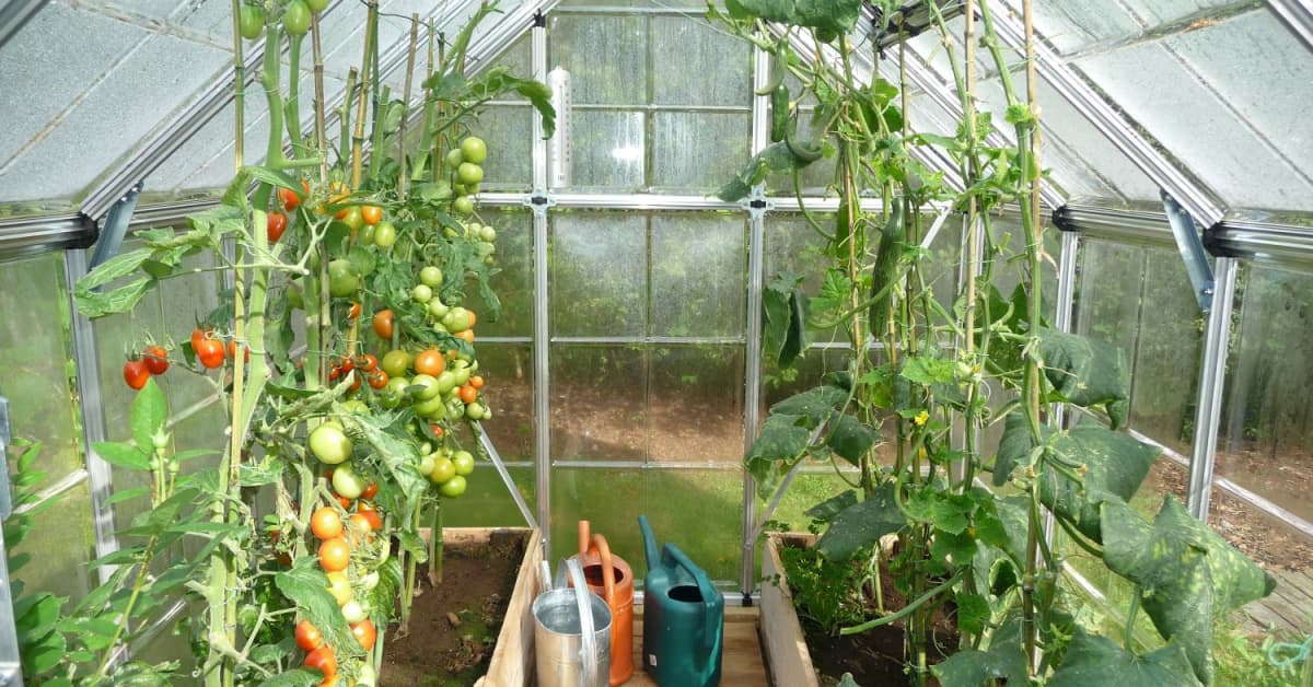 Vehnäjauhosta apua kasvihuoneen suojaamiseen | Yle Uutiset