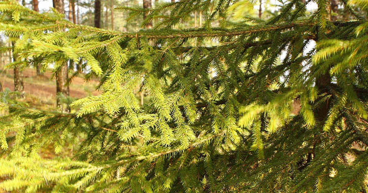 Kuusen käpy teki taas huonosti siementä | Yle