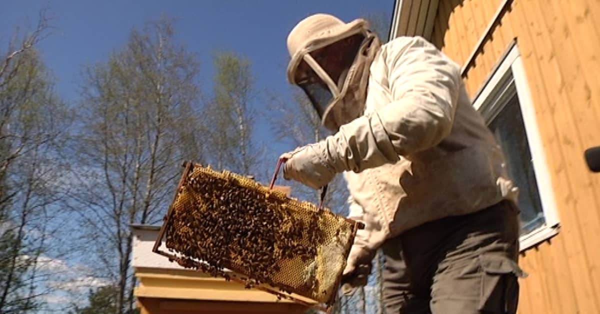 Hunajasato jäi heikoksi Etelä-Pohjanmaalla | Yle