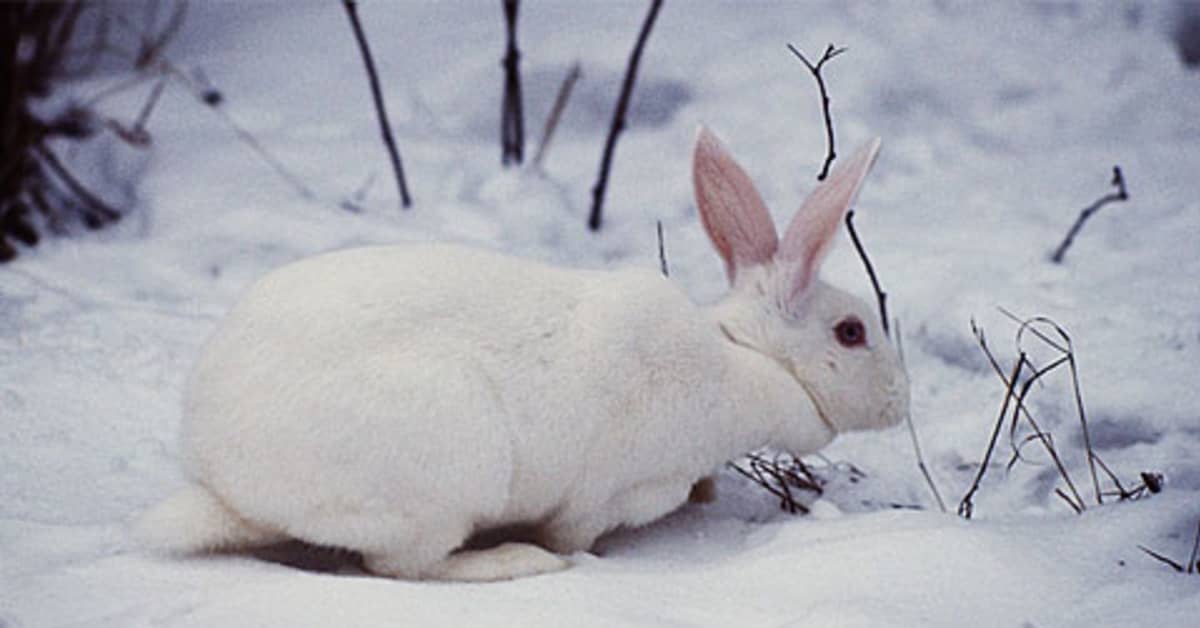 Urban Rabbit Population Explodes | Yle