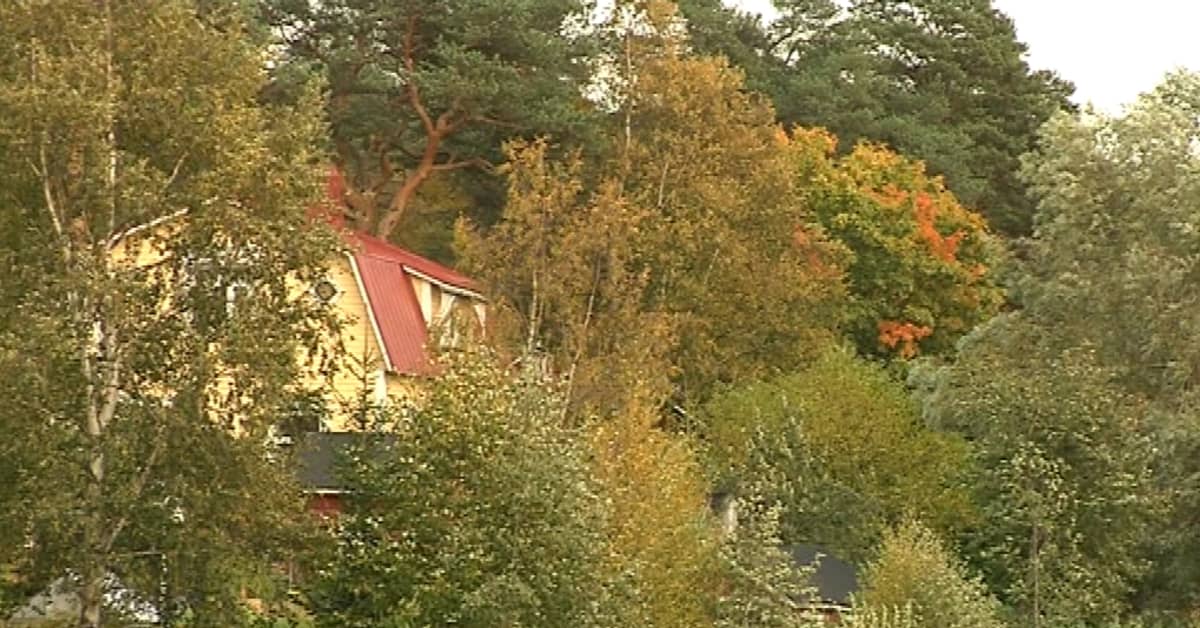Ruska jää vaisuksi | Yle