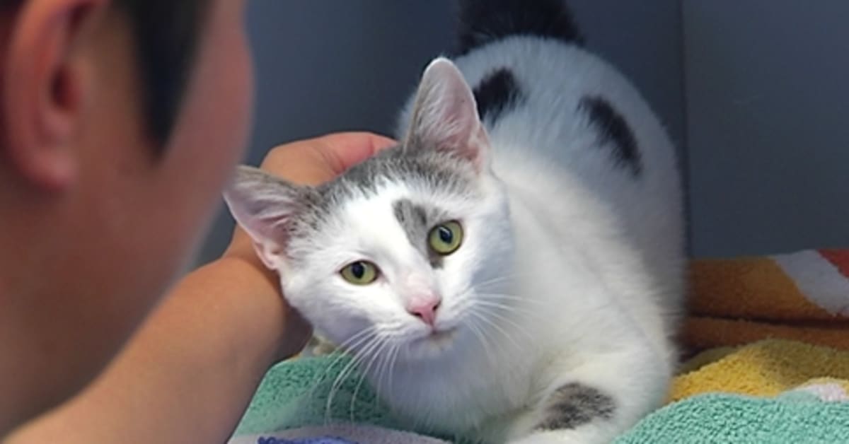 Cats and Ferrets Can Contract Swine Flu Too Yle