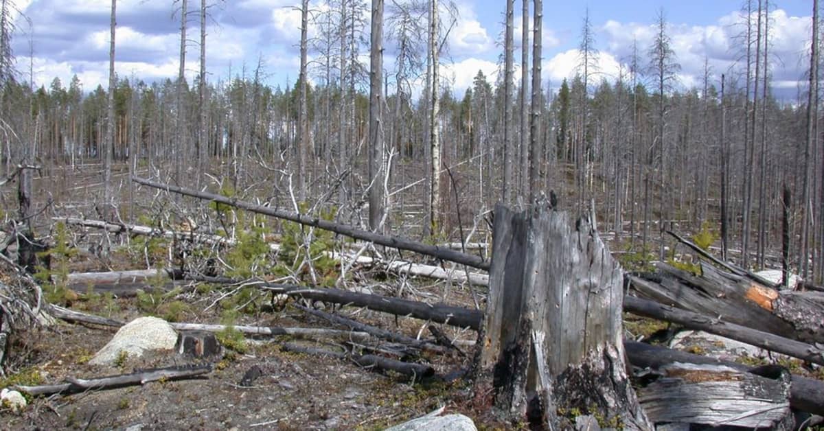 Liekit toivat uuden elämän Lieksan Kitsiin | Yle