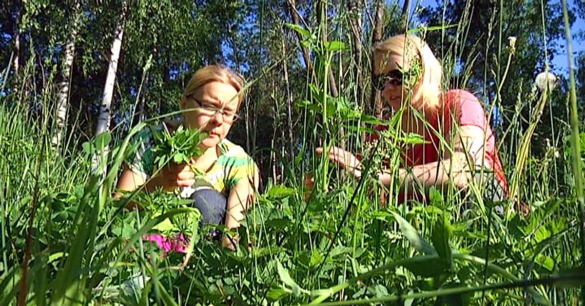 villivihannesten-suosio-kasvaa-yle