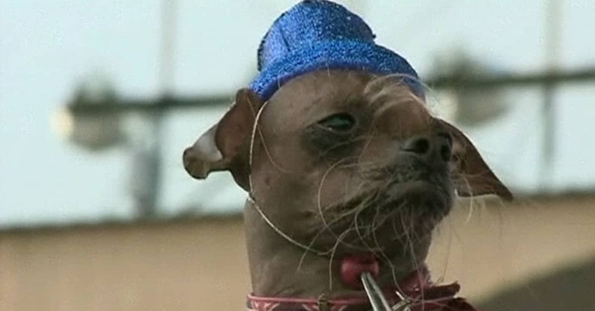 Britannian rumin on nyt myös maailman rumin koira | Yle