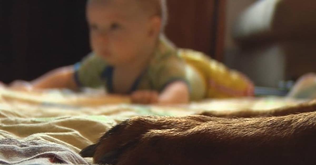 Uusi tutkimus yllättää – vauvan altistuminen lemmikille lisääkin  allergiariskiä | Yle Uutiset