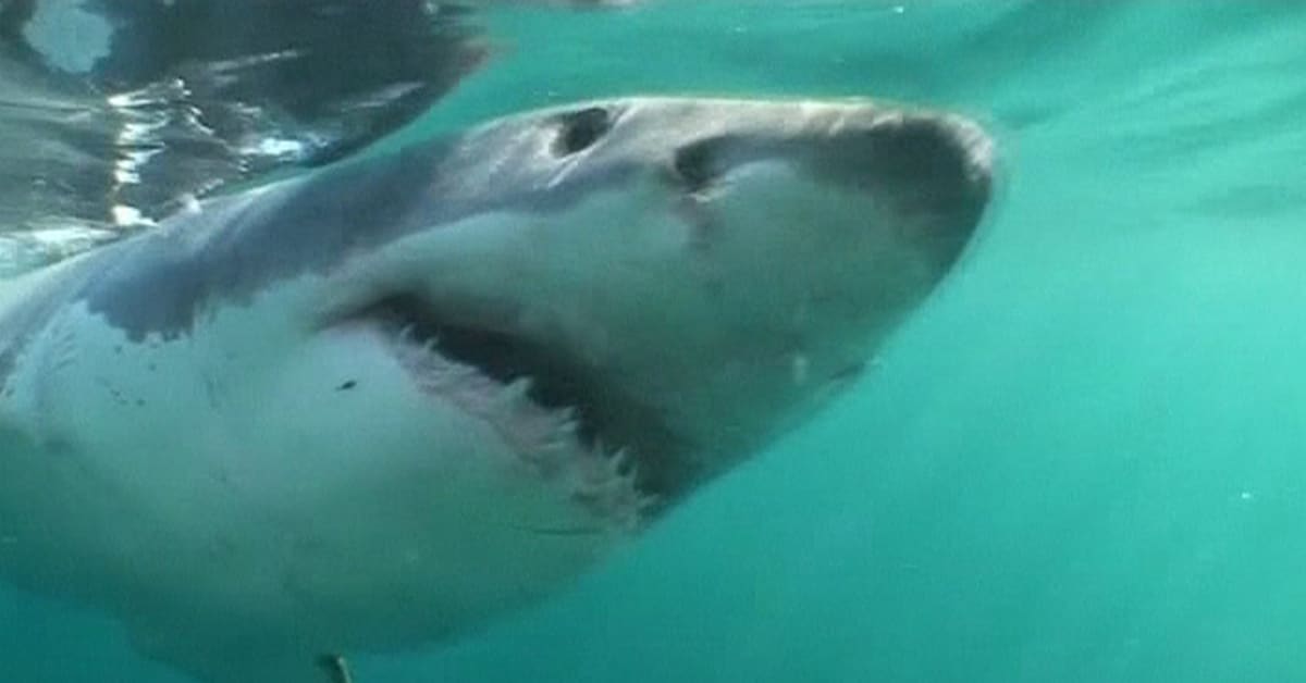 Haihyökkäykset säikäyttivät Australian viranomaiset: "Suojelu lopetettava"