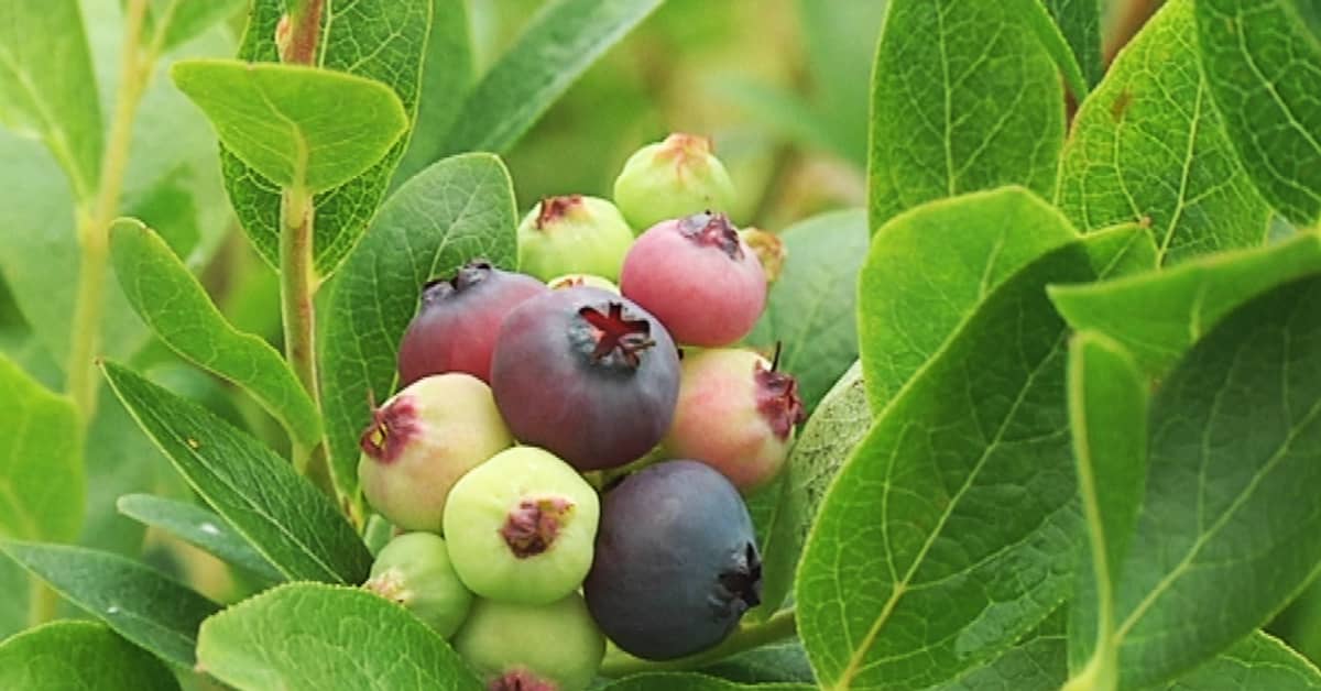 Blueberries to combat breast cancer? Yle