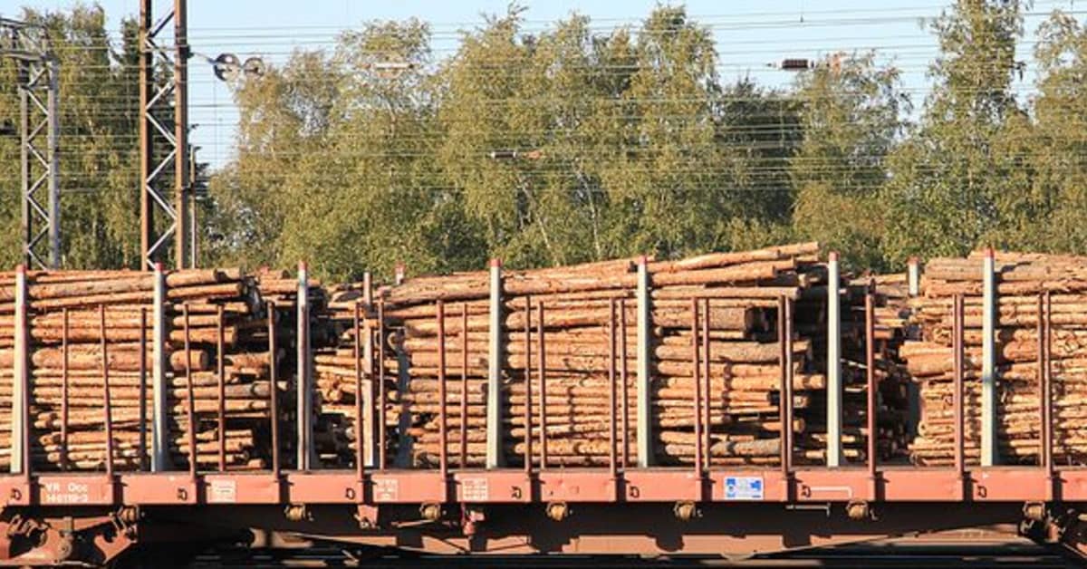 Импорт древесины хвойных пород из России парализован | Yle