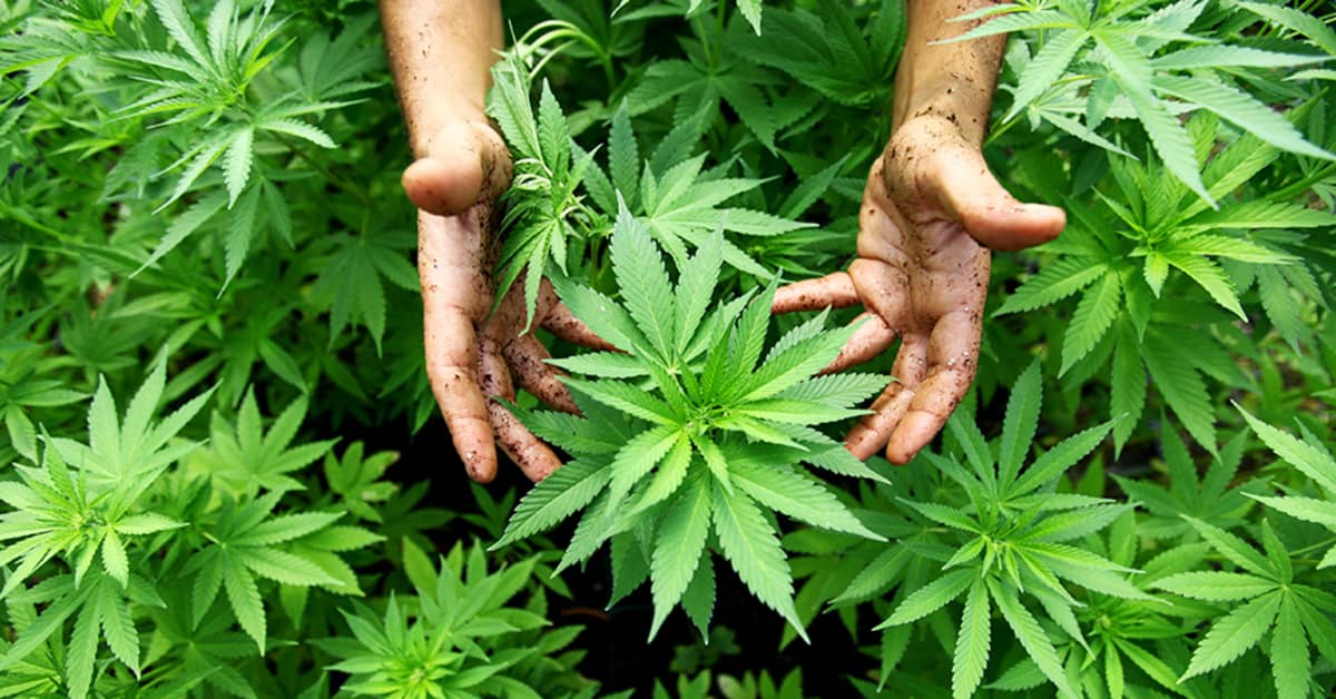 Где купить марихуану в хельсинки продавать марихуану бизнес