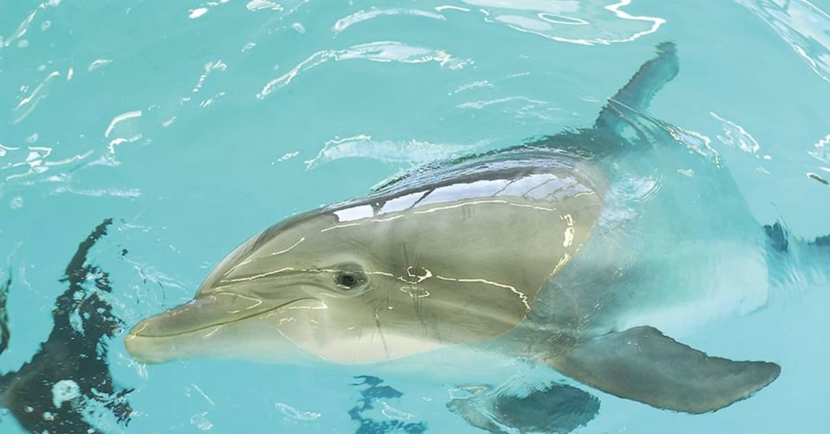 Särkänniemen Näsi-delfiini kuoli | Yle Uutiset