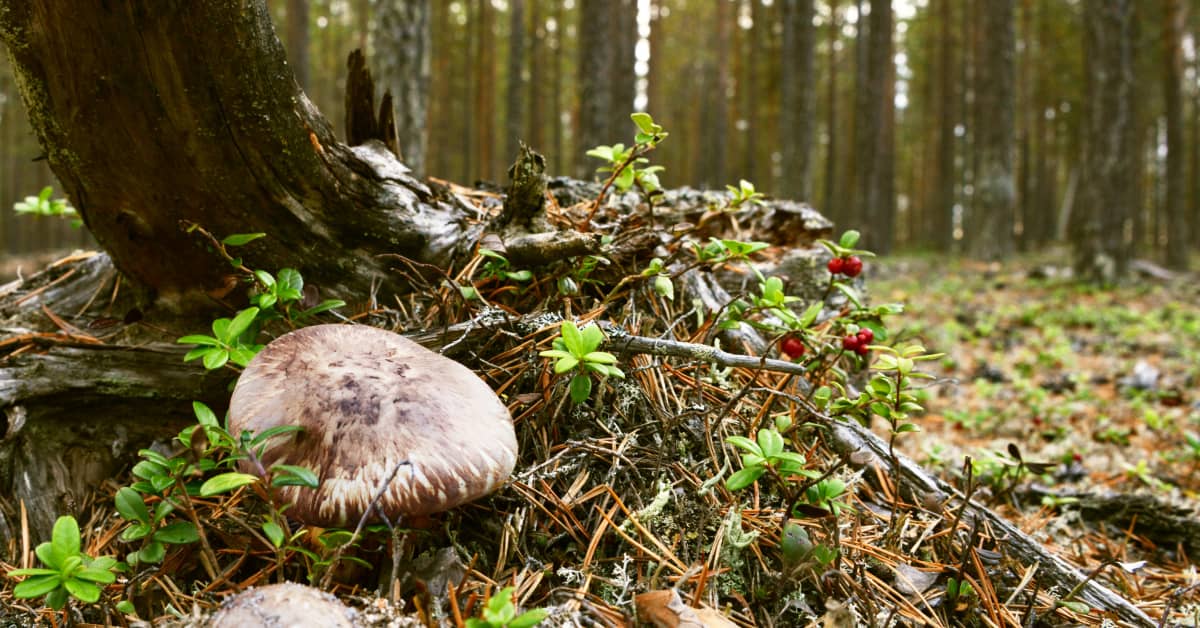 matsutake-sient-rummutettiin-yli-yr-idens-suomessa-yritin