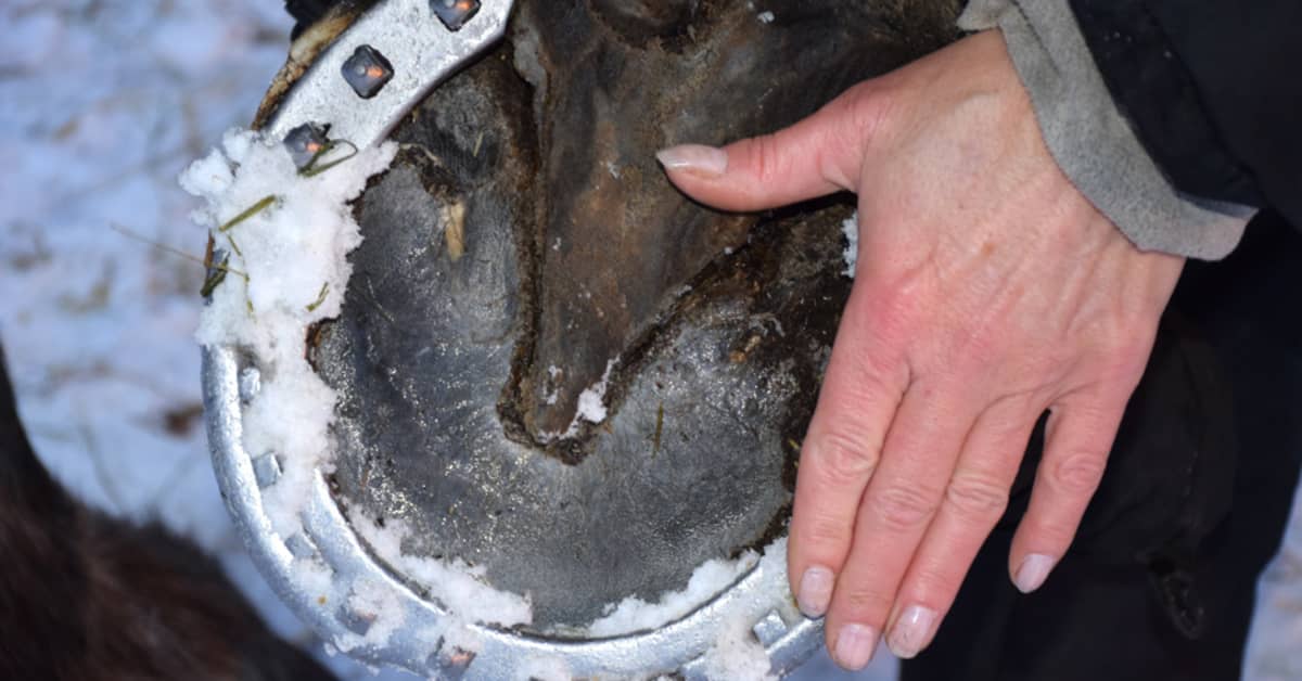 "Hevosen kavio kasvaa kuin ihmisen kynsi" vuoleminen ja kenkä ovat