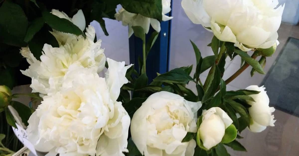 Älä pilaa kukkaloistoa saksilla | Yle Uutiset