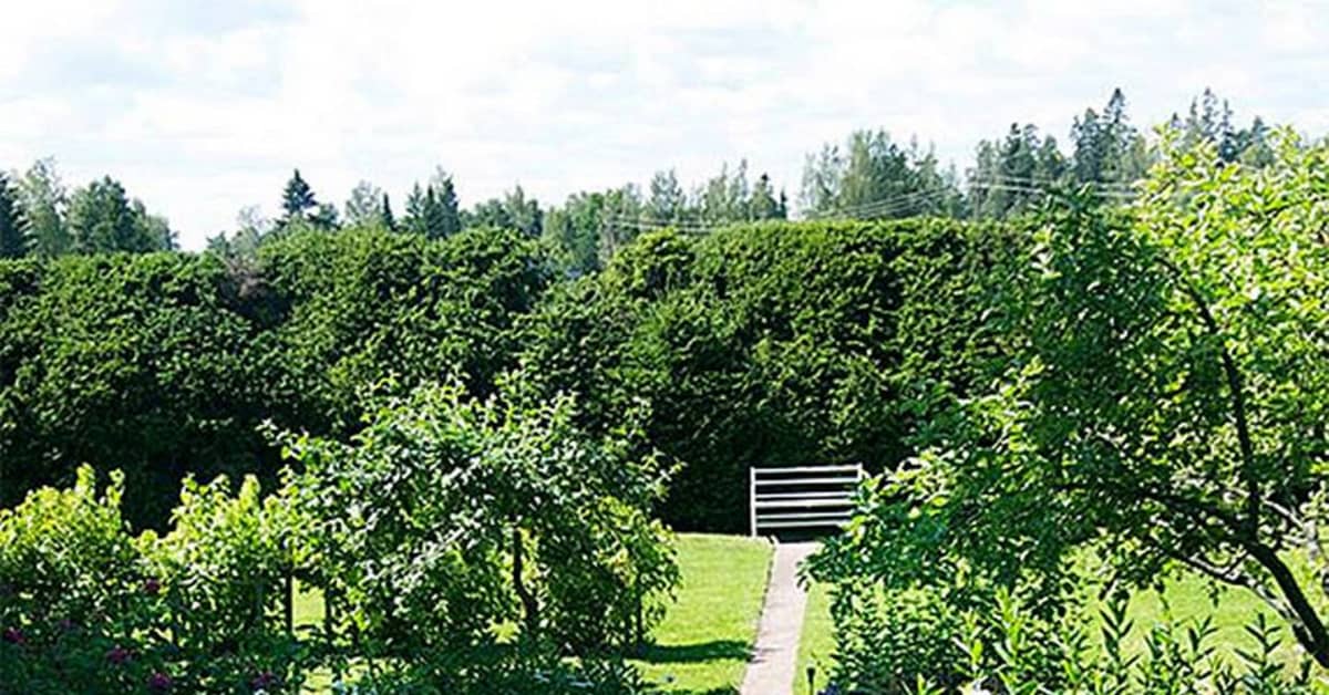 Aino Sibeliuksen rakkaudella hoitamaa puutarhaa kasteltiin myös kyynelin Yle