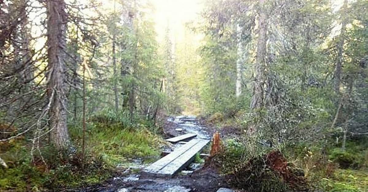 Kesän runsaat sateet pilasivat retkeilyreittejä Syötteellä | Yle