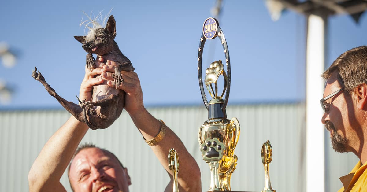 Maailman rumin koira ja viikon muita uutiskuvia | Yle