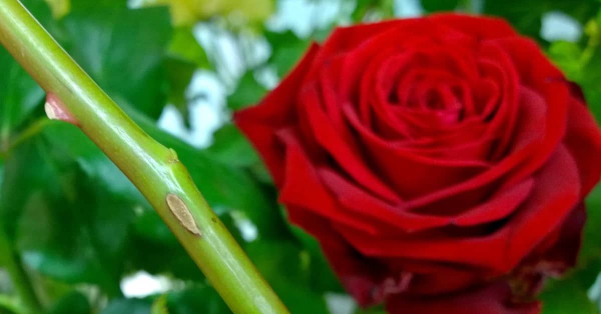 Piikki on ruusun paras puolustus – muttei tehoa juhlivaan ihmiseen | Yle  Uutiset