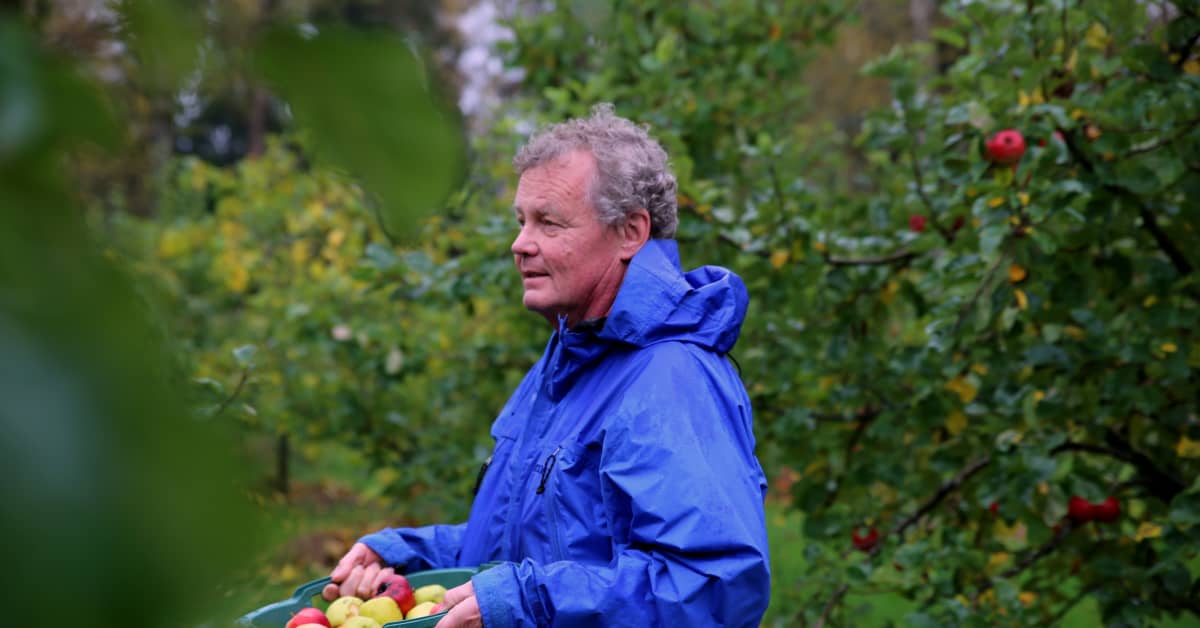 Kova, pieni ja pahanmakuinen – suomalainen aito siideri tehdään omenasta,  josta et haluaisi haukata | Yle Uutiset