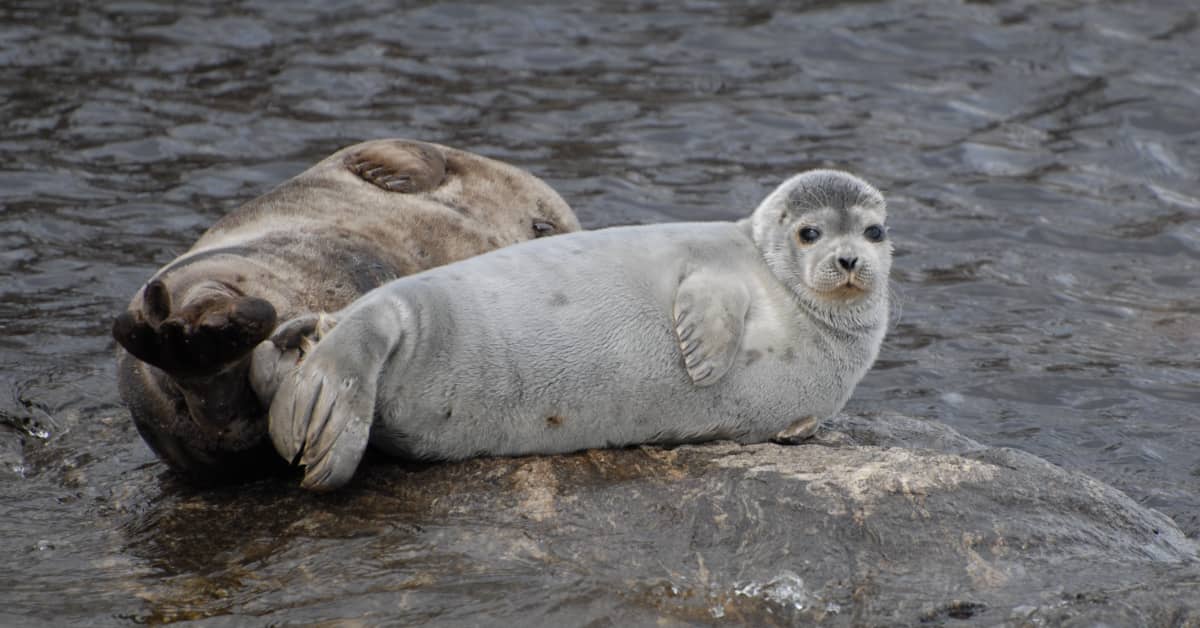 Тюлень уэдделла. Ладожская кольчатая нерпа. Дальневосточный морской заповедник тюлени ларга. Антарктика тюлень уэдделла. Кольчатая нерпа в арктике.
