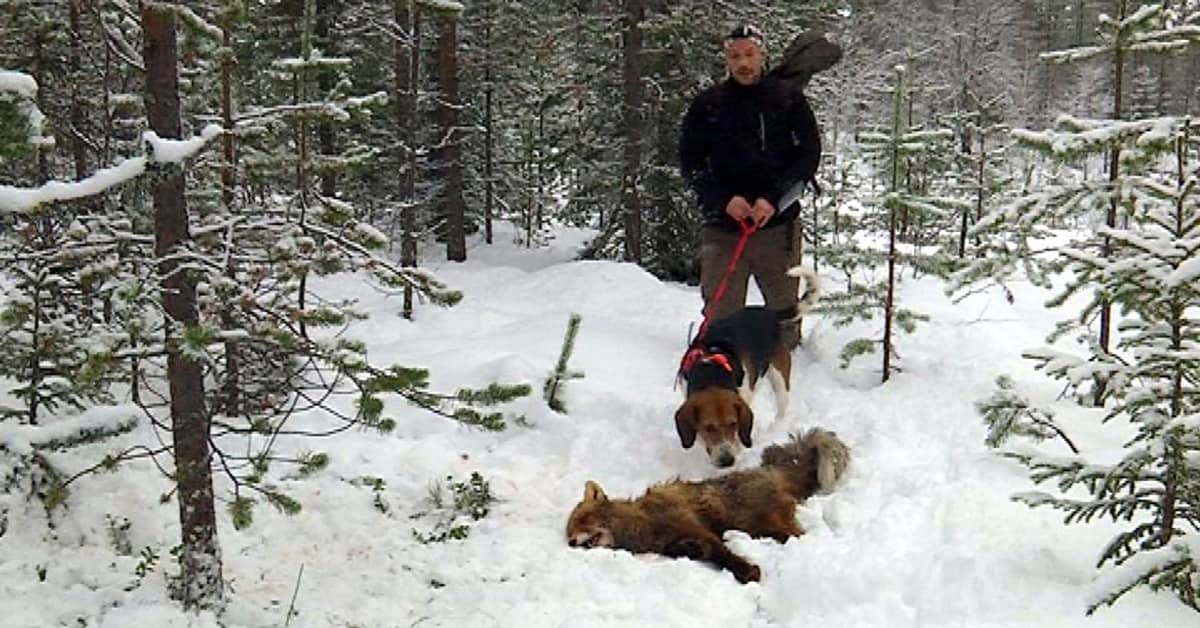 Ketunpyynti vei mukanaan rovaniemeläiskaksikon – kaudessa yli 70 kettua  koirilla | Yle Uutiset