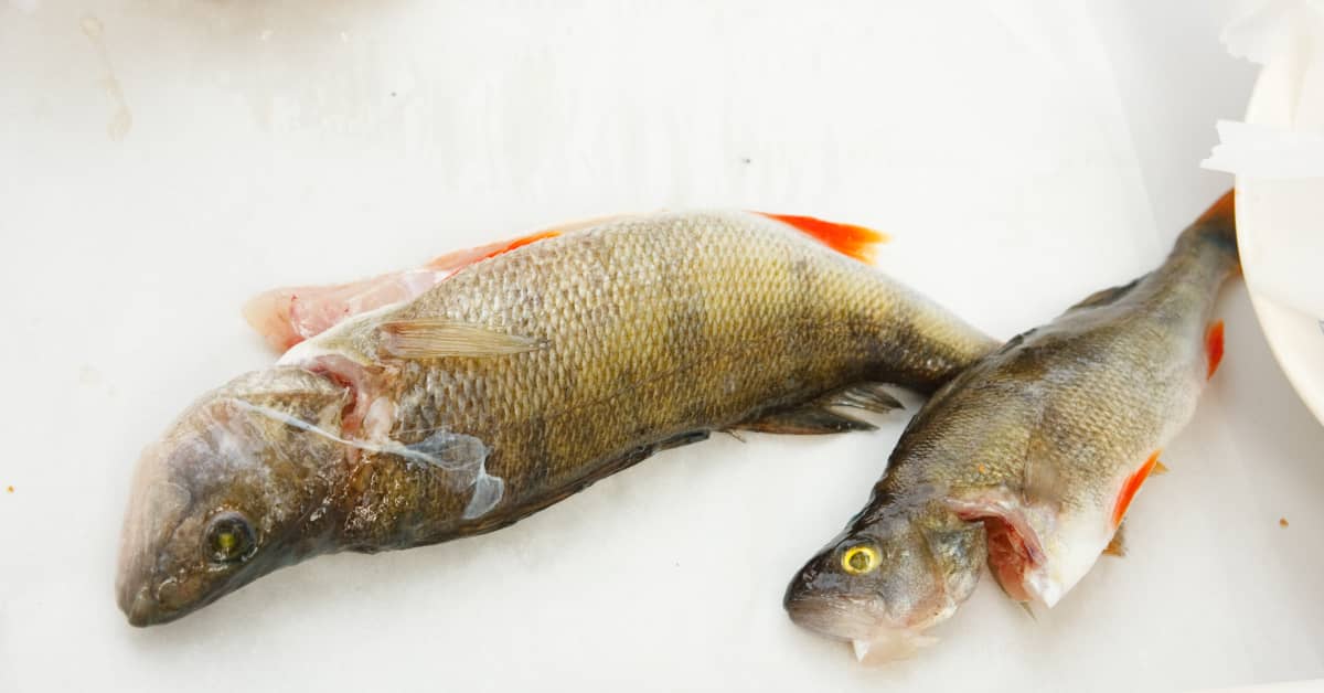 WWF: Ät fisk från Finland | Inrikes | Svenska Yle