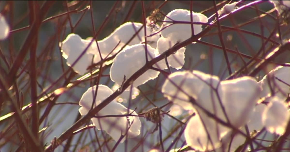 Ingen vit jul i söder Inrikes Svenska Yle