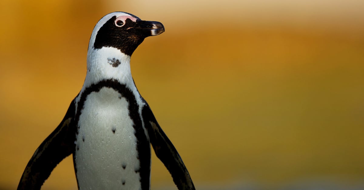 Pingviinien hoivakodissa pelastetaan huonokuntoisia afrikanpingviinejä luontoon palautettavaksi