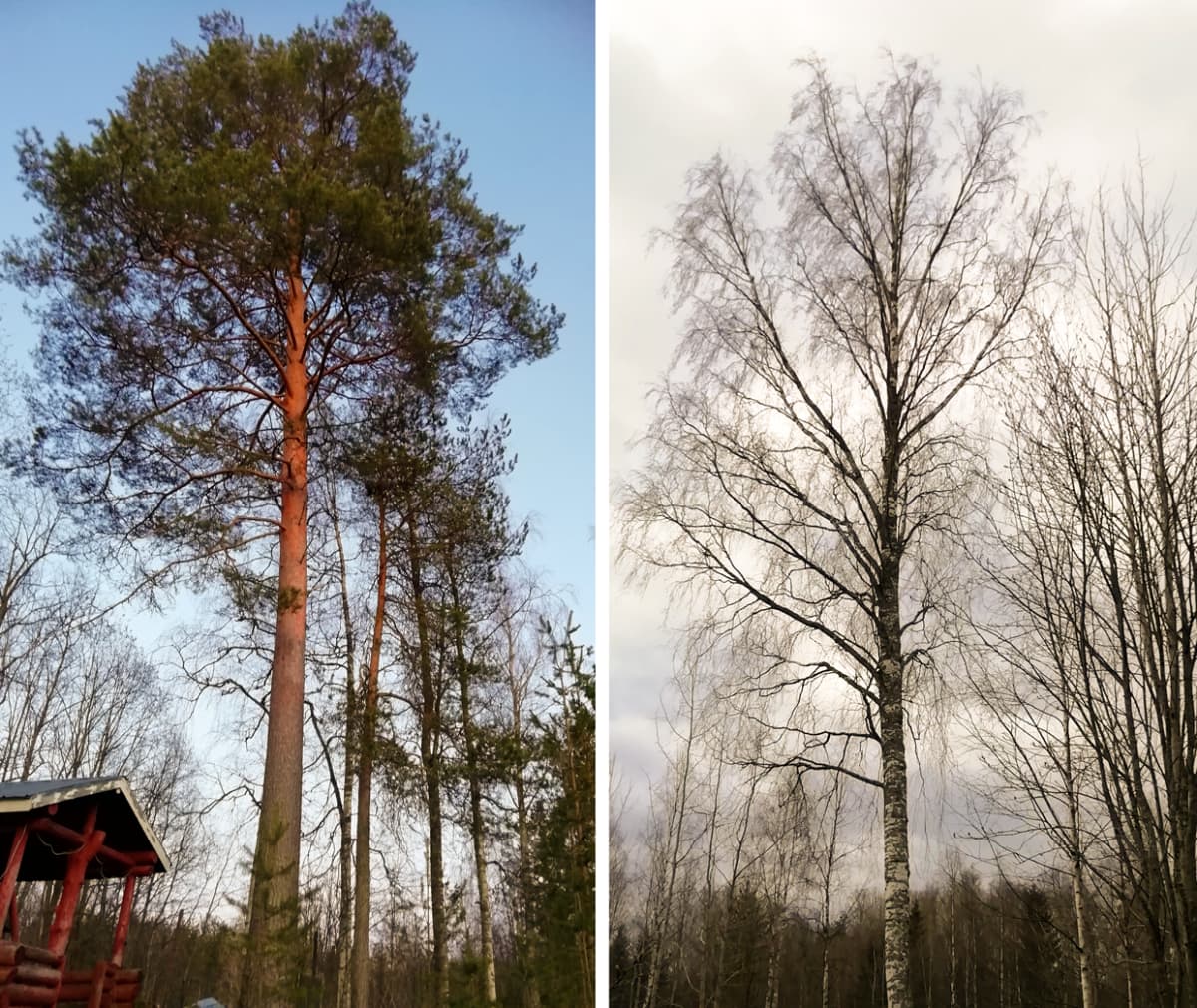Suomen ihastuttavin puu -finalisti, Masa-mänty.