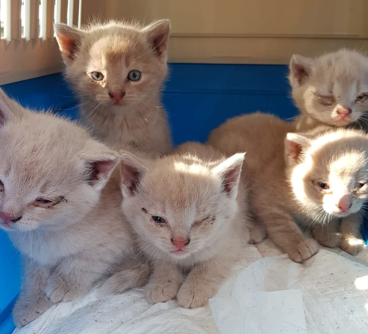 Paheneva kissakriisi synnytti järkyttävän ilmiön – luonnosta löytynyt  tassuttomia, sokeita ja jopa kaksinenäisiä kissoja