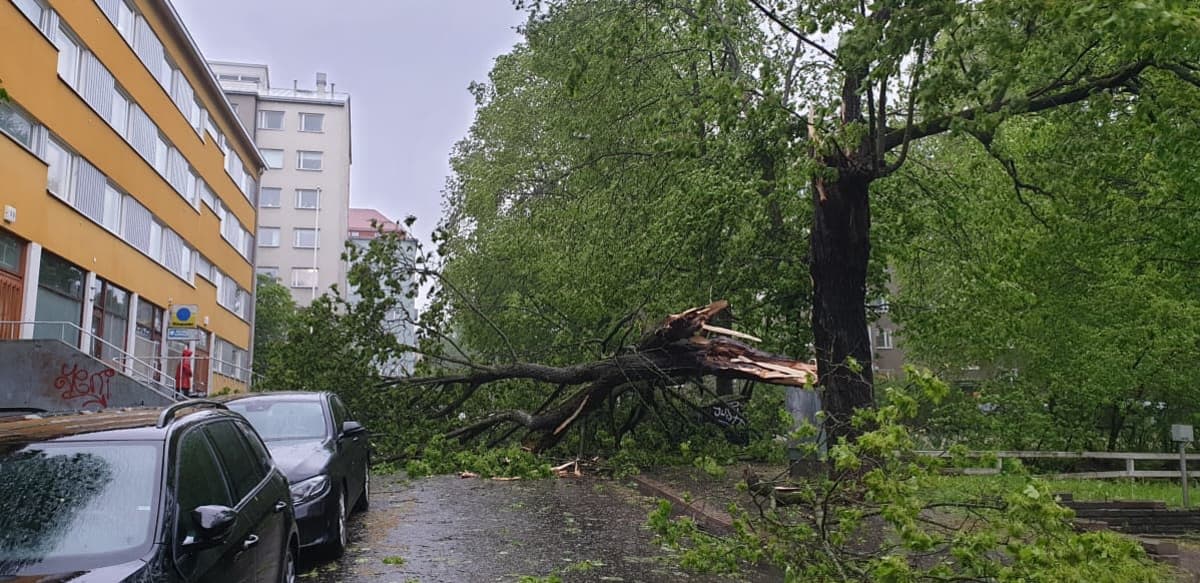 Violankadulla Helsingissä myrskyssä kaatunut iso lehtipuu tien päällä.