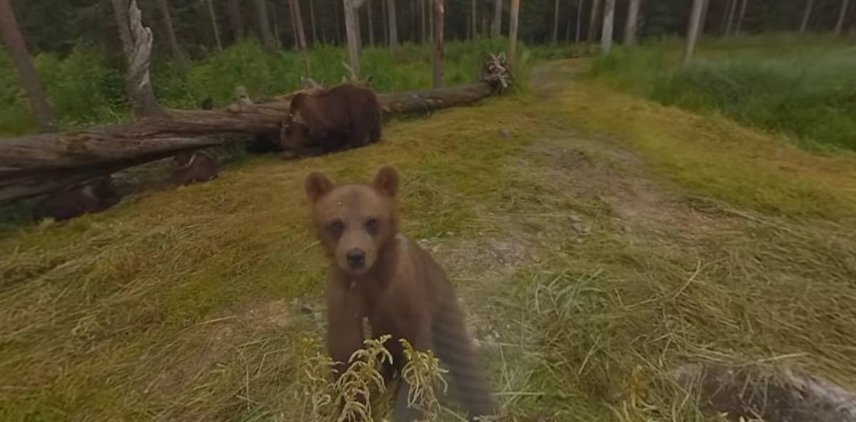 Kuvakaappaus 360-kamerasta: karhunpentu katsoo kameraa