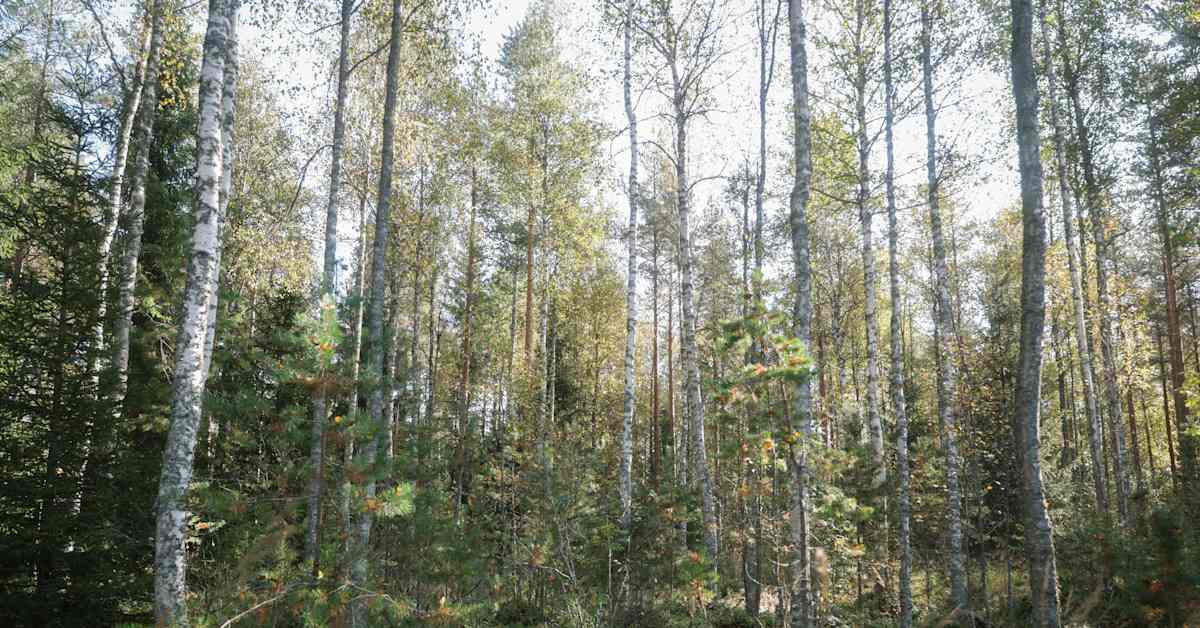 yle.fi