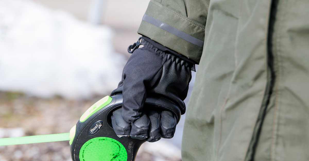 Metsästä ilmestynyt iso koira tappoi villakoiran Joensuussa – poliisi pyytää havaintoja harvinaisesta hyökkäyksestä