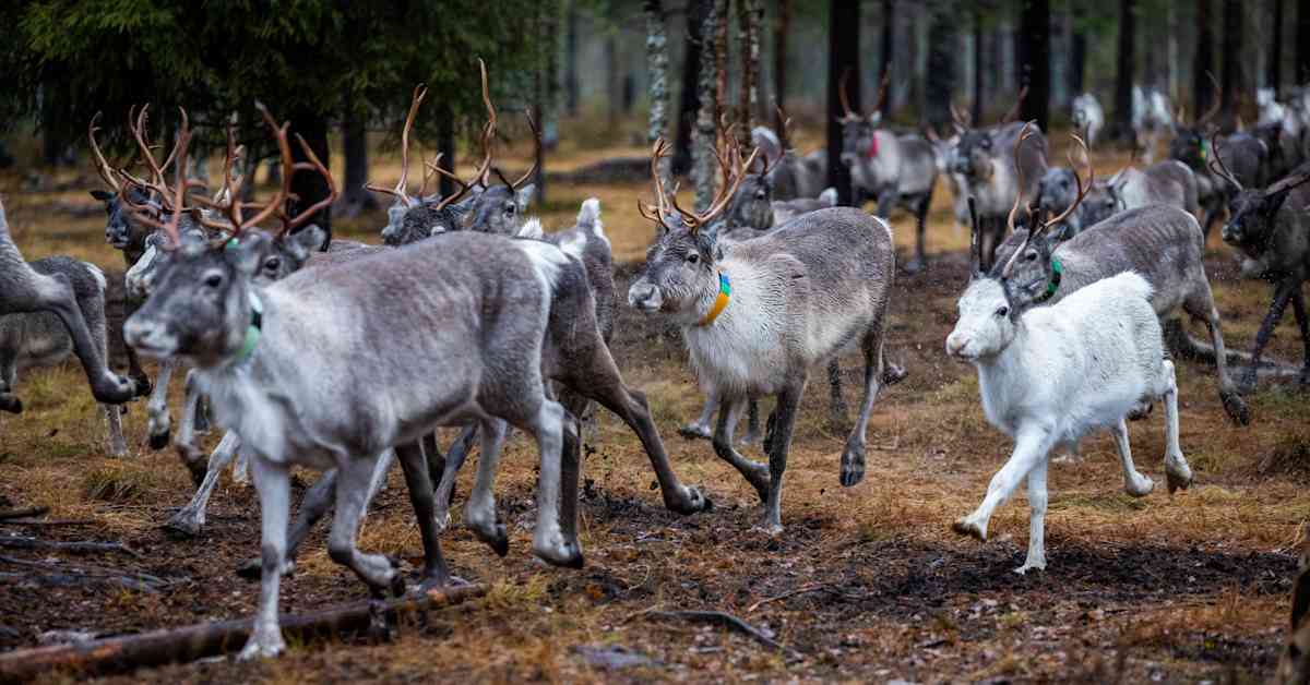 Syyttäjä: Epäillyt porovarkaat väittivät kymmeniä poroja omakseen leikkaamalla niiden korviin omia merkkejä