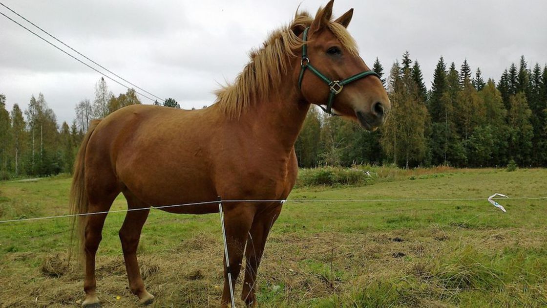 Suomenhevonen Muuttui Työkaverista Terapeutiksi | Yle Uutiset | Yle.fi