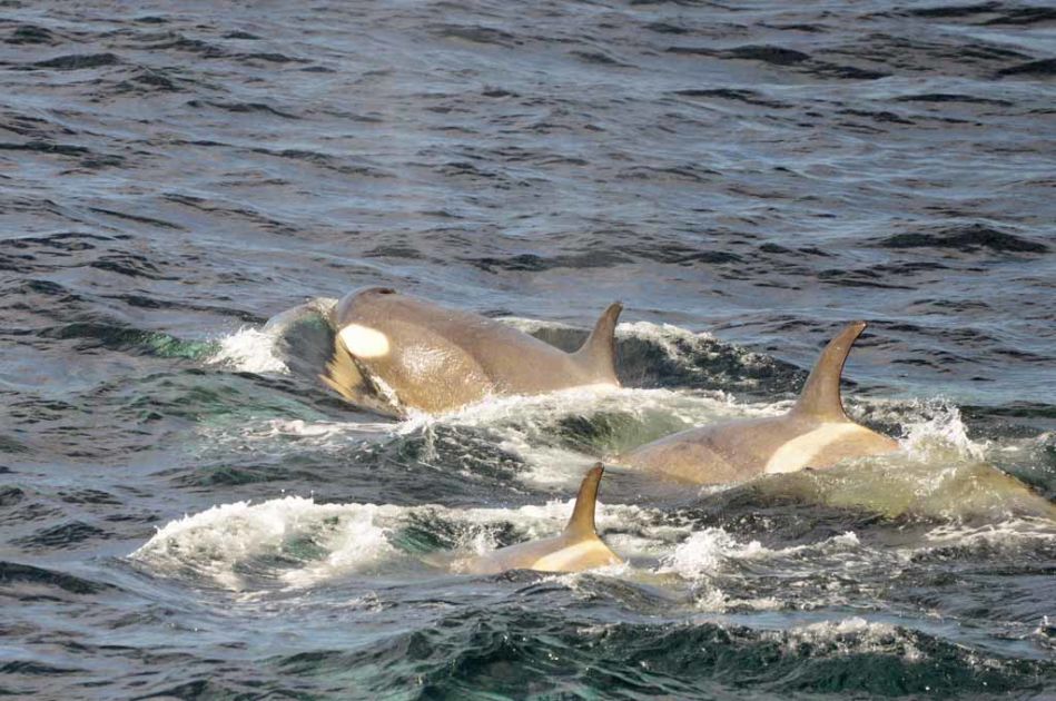 teini suku puoli orgia