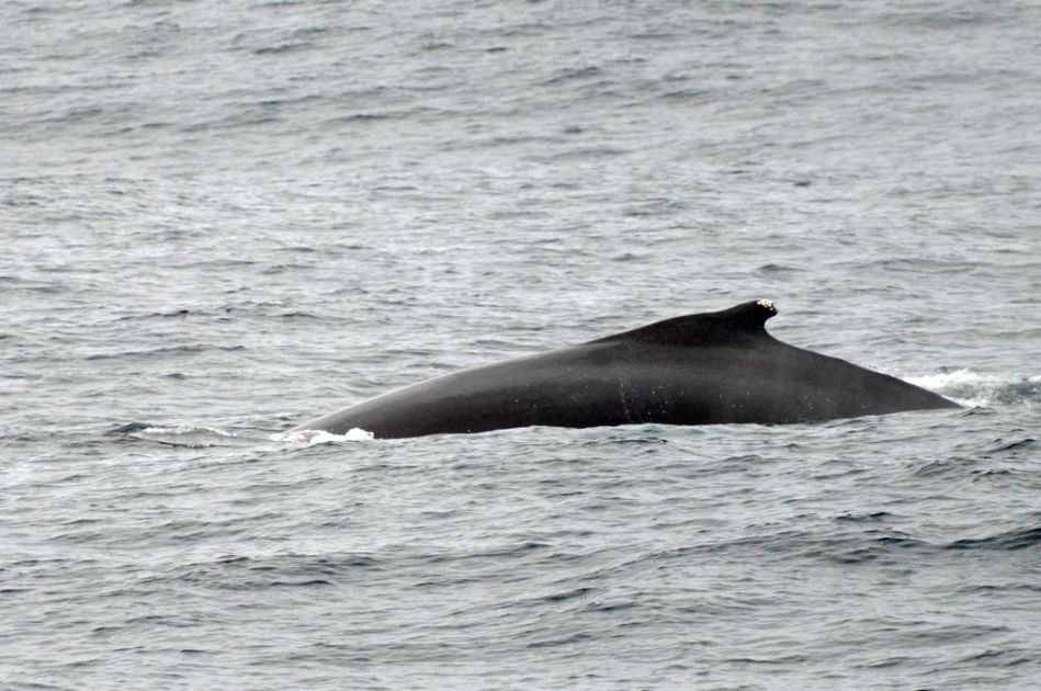 kova ydin lesbo Squirt