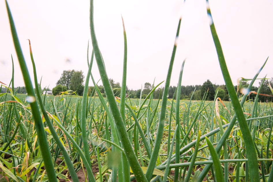 Yhtenä päivänä sipulinviljelijän pelloille pumpattiin ulostetta ja vessapaperia – siitä alkoi 8 vuoden sotku, joka syö kunnan ja viljelijöiden välejä vieläkin