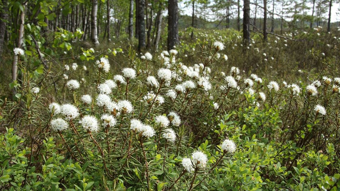 Soiden ennallistaminen lisää luonnon monimuotoisuutta, mutta aiheuttaa aluksi myös päästöjä - Vimarsana News