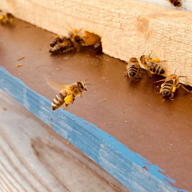 Kuumuus aiheuttaa epävarmuutta hunajasadon suhteen, satovaihtelu voi olla jopa miljoona kiloa – katso klo 8.40 alkaen mehiläisten hoitajaa työssään - Vimarsana News