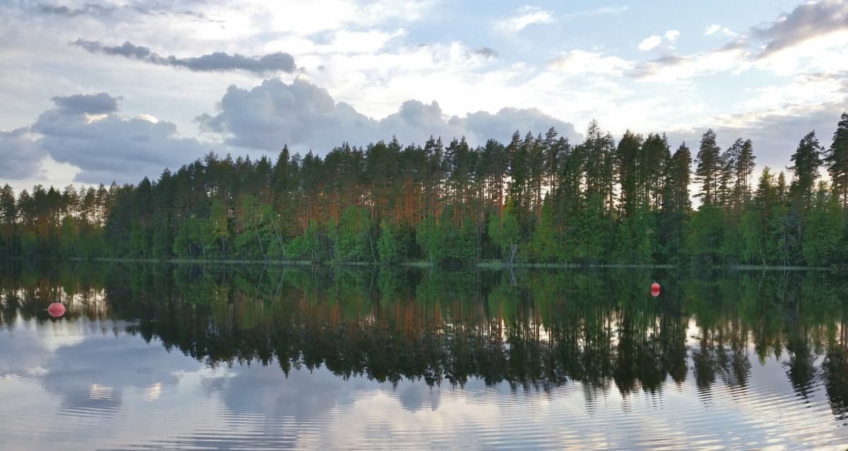 Ilta-auringon kultaamia mäntyjä järvenrannassa.