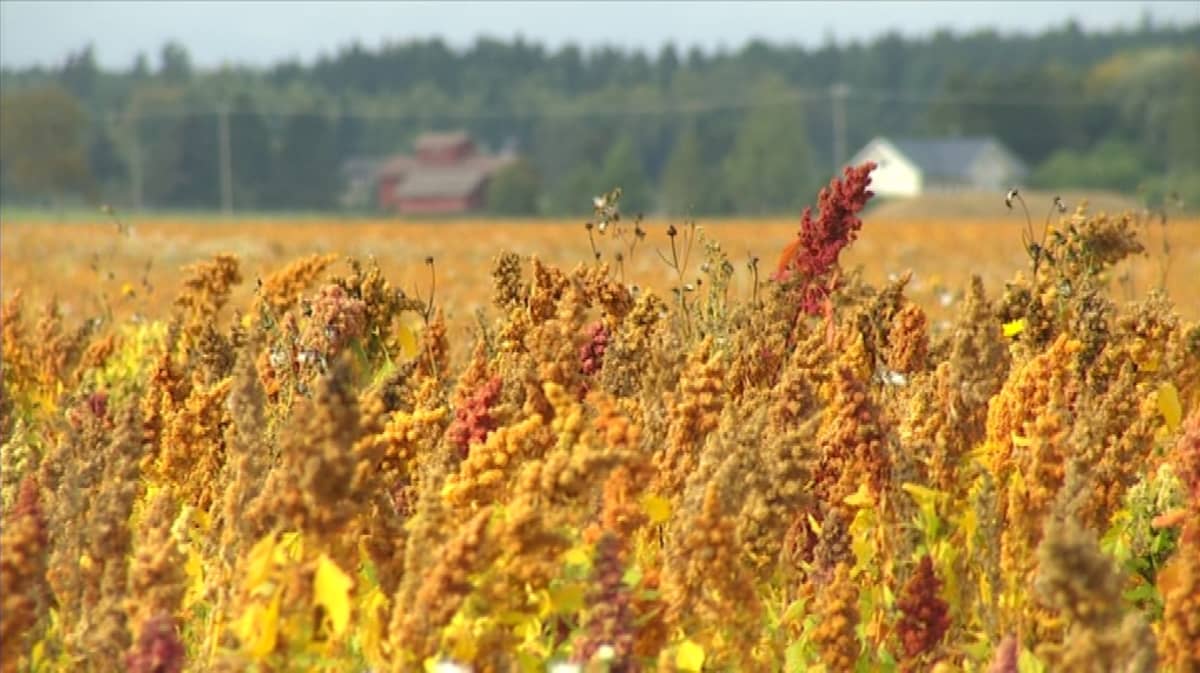 Kvinoa juurtuu Suomeen Liedon ja Tarvasjoen pelloilla | Yle Uutiset
