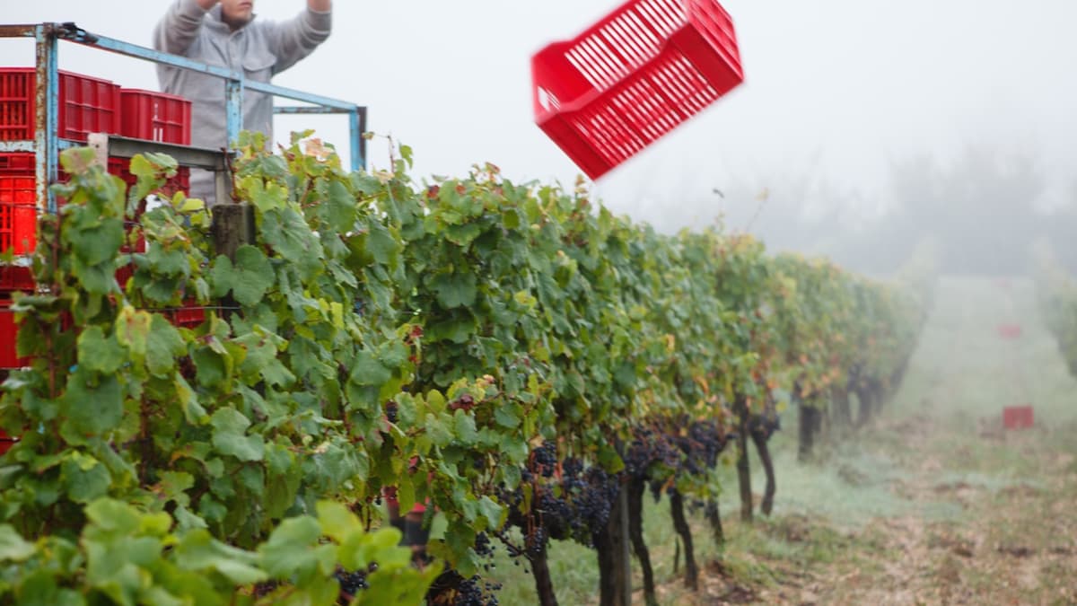 Château Carsin viinitilalla valmistellaan rypäleiden keräystä.