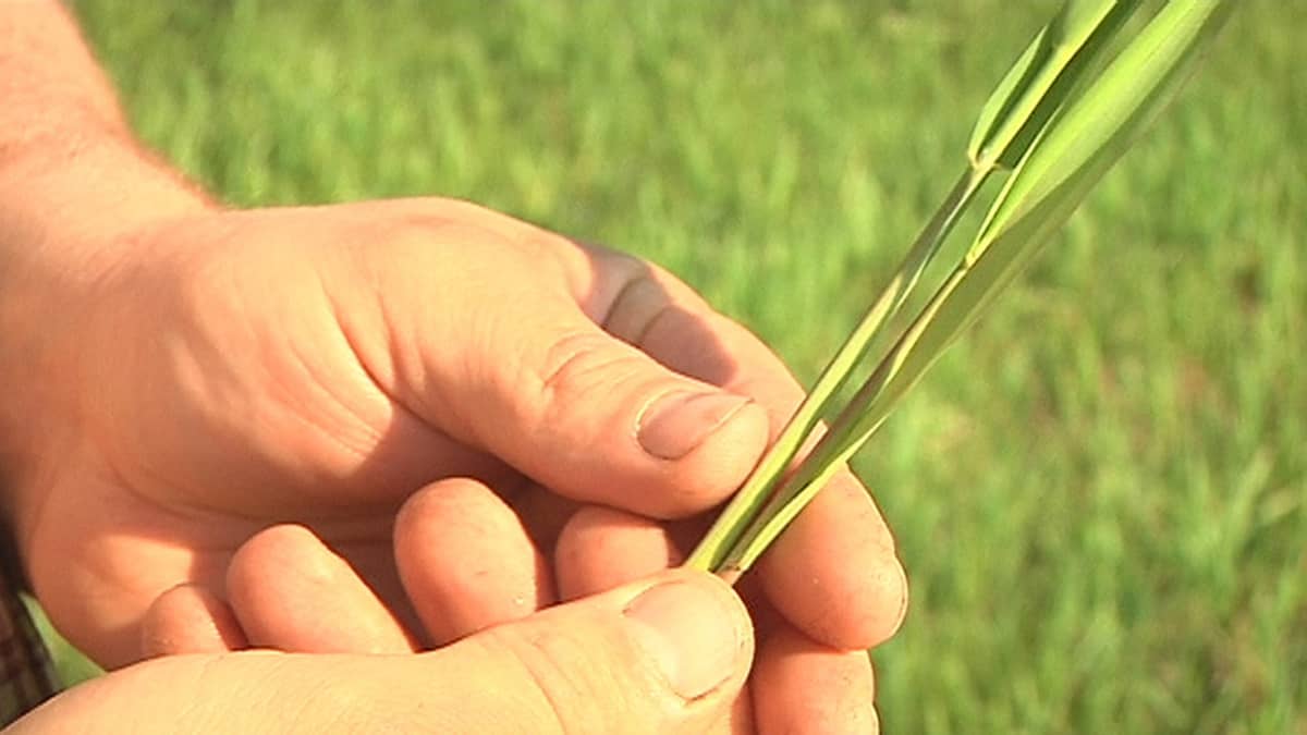 Uusi Laki Uhkaa Tehda Ruokohelven Viljelijoista Huumeenkasvattajia Savolainen Viljelija Purskahti Nauruun Lakiluonnoksesta Yle Uutiset Yle Fi