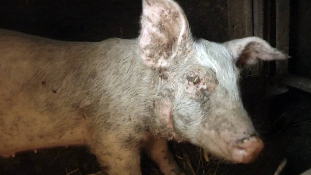 Animal rights activists cleared of pig-farm video charges | News | Yle  Uutiset