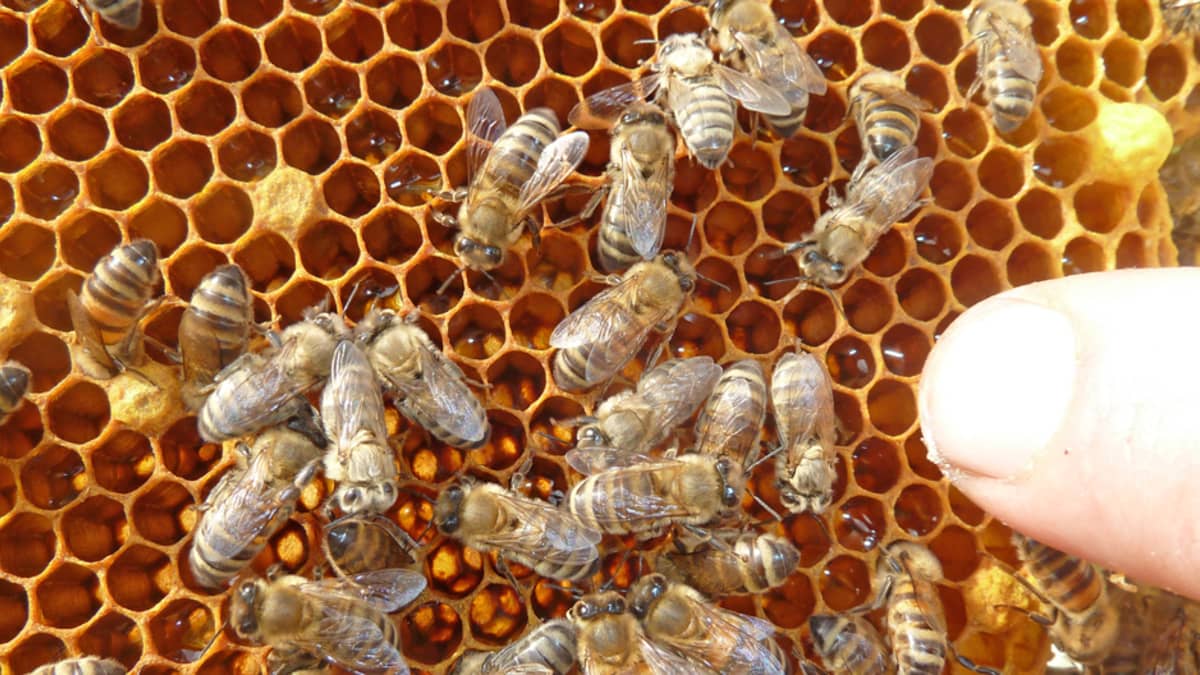 Markku Mykkälä mehiläistarhan mehiläisiä.